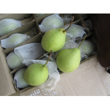 Fresh shandong pear wholesale/ China fresh Ya Pear for exporting